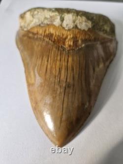 Megalodon shark tooth fossil. 5.118 Inches
