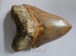 Megalodon shark tooth fossil. 5.118 Inches