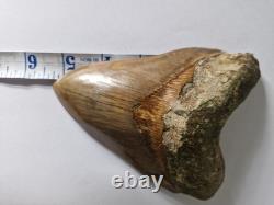 Megalodon shark tooth fossil. 5.118 Inches