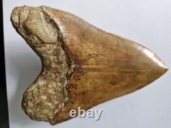 Megalodon shark tooth fossil. 5.118 Inches