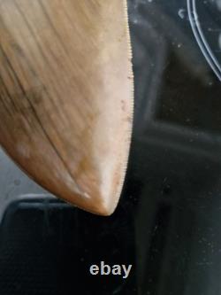 Megalodon shark tooth fossil. 5.118 Inches