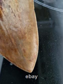 Megalodon shark tooth fossil. 5.118 Inches