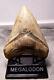 Megalodon Shark Tooth Fossil 5 1/2 Fossil Teeth Jaw Megladon Giant Withdisplay