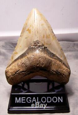 Megalodon shark tooth fossil 5 1/2 fossil teeth jaw megladon GIANT withdisplay