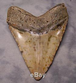 Megalodon shark tooth fossil 5 1/2 fossil teeth jaw megladon GIANT withdisplay