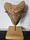 Megalodon Shark Tooth Fossil. 5.1 Inches