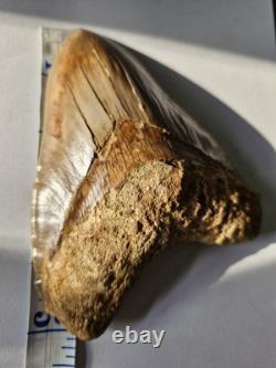 Megalodon shark tooth fossil. 5.1 Inches