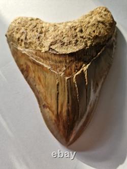 Megalodon shark tooth fossil. 5.1 Inches