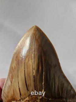 Megalodon shark tooth fossil. 5.1 Inches
