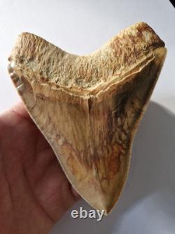 Megalodon shark tooth fossil. 5.1 Inches