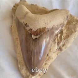 Megalodon shark tooth fossil In Matrix