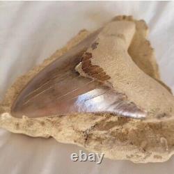 Megalodon shark tooth fossil In Matrix