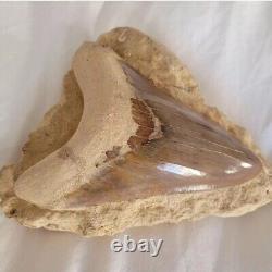 Megalodon shark tooth fossil In Matrix