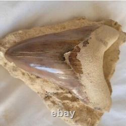 Megalodon shark tooth fossil In Matrix