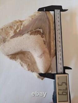 Megalodon shark tooth fossil In Matrix