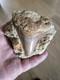 Megalodon Shark Tooth Fossil In Matrix Over 7cm