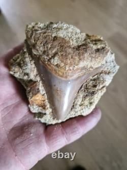 Megalodon shark tooth fossil in Matrix over 7cm