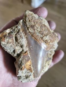 Megalodon shark tooth fossil in Matrix over 7cm