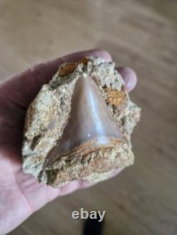 Megalodon shark tooth fossil in Matrix over 7cm