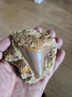 Megalodon shark tooth fossil in Matrix over 7cm