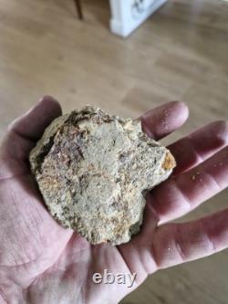 Megalodon shark tooth fossil in Matrix over 7cm