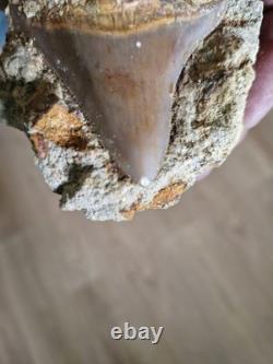 Megalodon shark tooth fossil in Matrix over 7cm