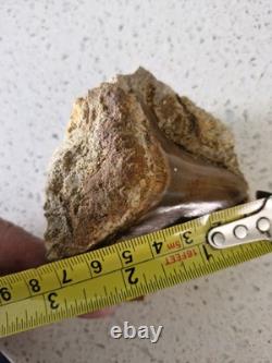 Megalodon shark tooth fossil in Matrix over 7cm