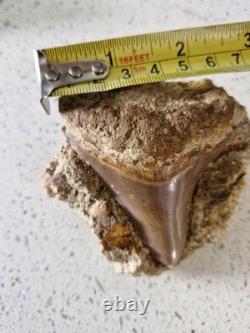 Megalodon shark tooth fossil in Matrix over 7cm