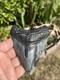 Megalodon Tooth