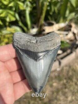 Megalodon tooth