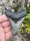 Megalodon Tooth