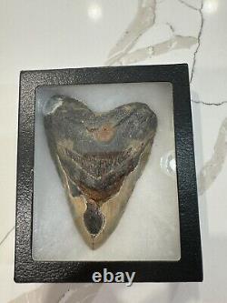 Megalodon tooth