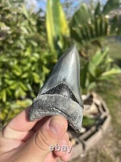 Megalodon tooth