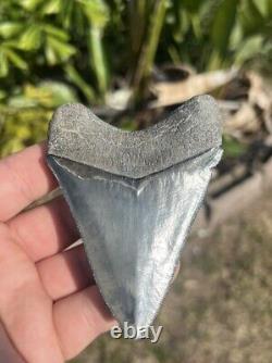 Megalodon tooth