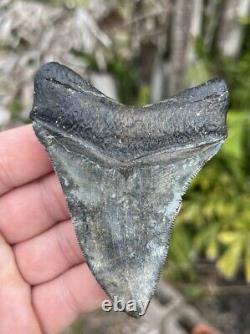 Megalodon tooth