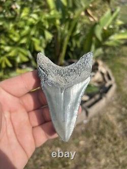 Megalodon tooth