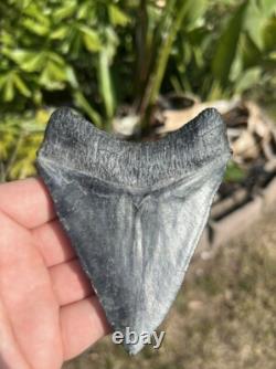 Megalodon tooth
