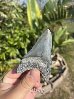 Megalodon tooth