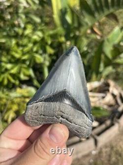 Megalodon tooth