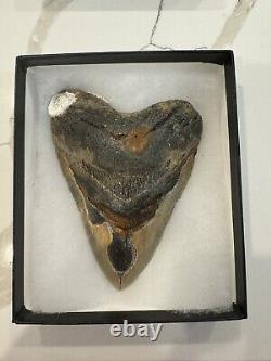 Megalodon tooth