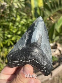 Megalodon tooth
