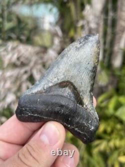 Megalodon tooth