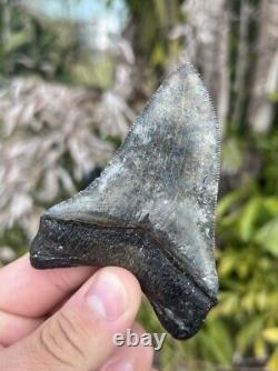Megalodon tooth