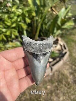 Megalodon tooth