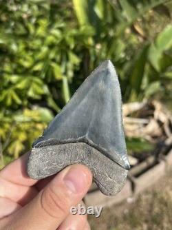 Megalodon tooth