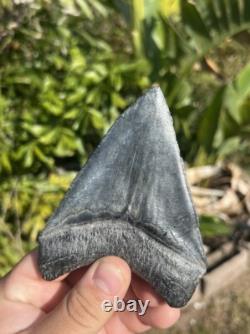 Megalodon tooth