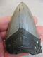 Megalodon Tooth 3.598 Inches (9.13 Cm)