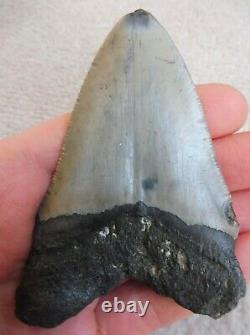 Megalodon tooth 3.598 inches (9.13 cm)
