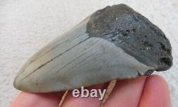 Megalodon tooth 3.598 inches (9.13 cm)