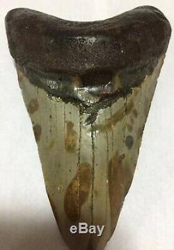 Megalodon tooth 5 3/8 shark tooth fossil jaw megladon NC scuba dive/displaycase